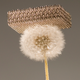 Illustration for article titled Biggest Scientific Breakthroughs of 2011